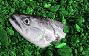 salmon cooking